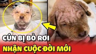 Chú chó bị BỎ RƠI đã có CUỘC ĐỜI MỚI nhờ sự chân thành và tốt bụng 😍 | Yêu Lu