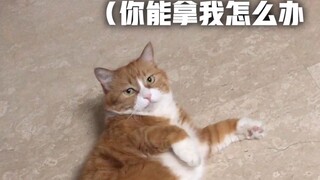 Kucing Kecil Papi Jiang: Kelas bahasa Inggris online Bibi Jiang telah dimulai, dan hari ini adalah h