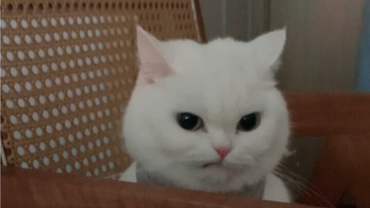 All attitude in their eyes