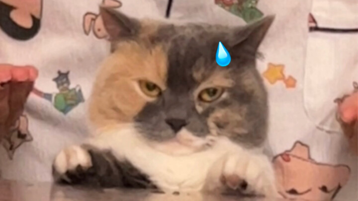 Seperti yang kita tahu, anak kucing tidak memiliki kekhawatiran apa pun