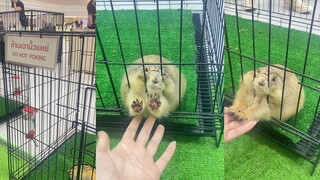 Groundhog: ฉันไม่สนใจหรอก คุณเป็นคนที่ยื่นมือมาหาฉันก่อน ดังนั้นคุณต้องพาฉันไป🥺