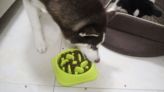 Husky Makan Terlalu Cepat, Pemilik Membeli Mangkuk Makan Lambat