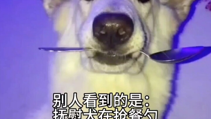 Anjing Penghibur: Aku berdiri di sini, tetap bersinar bahkan tanpa matahari.