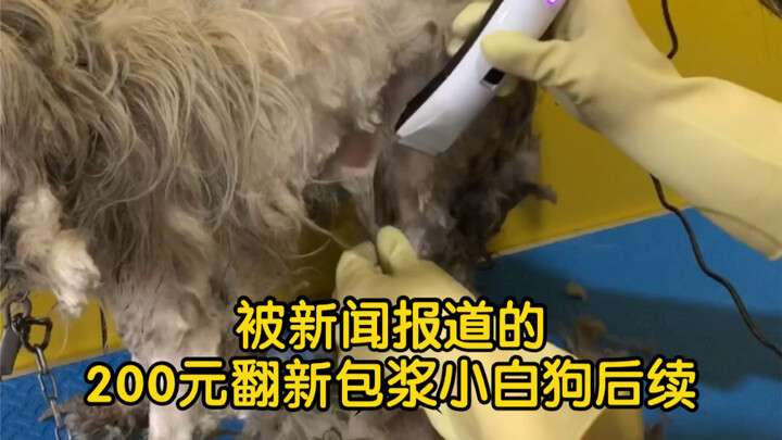 Follow-up on the 200-yuan refurbished patina white dog