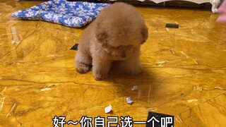 给涂涂的小福利