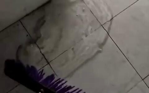 I Found a Shapeshifter!