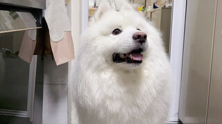 Cute Dog Waiting To Be Fed