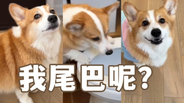 مجموعة مختارة من النكات المضحكة مع هامّي، كلب الكورجي الذي يتكلم | الجزء 2