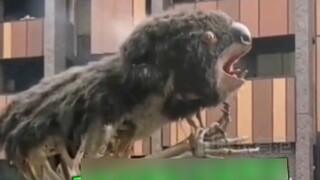 The desperate koala cried in the fire, and the whole was shocked...
