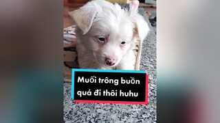 Ai Hải Phòng đón Muối luôn đi này. cunyeucuadua chó chócon chókhôn chócute xuhuong fyp