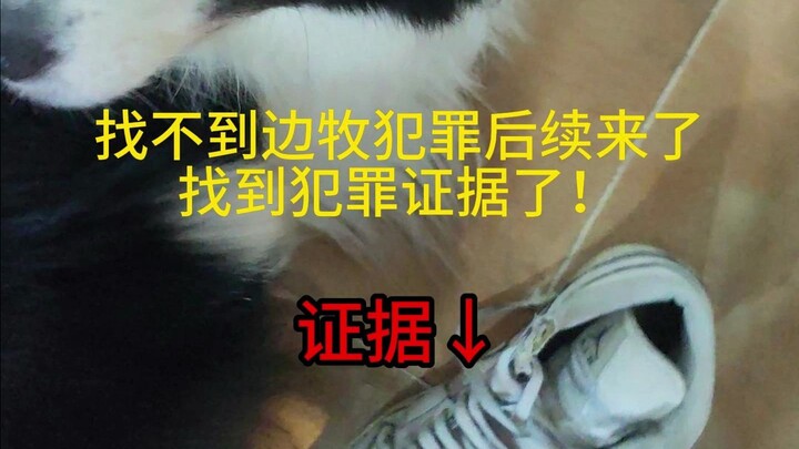 The evidence of the Border Collie’s misdeed—after searching for two days, I finally found it!