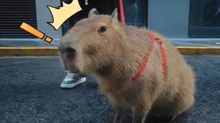 The capybara, scared to death by the thunder, can actually run this fast—hahaha!!