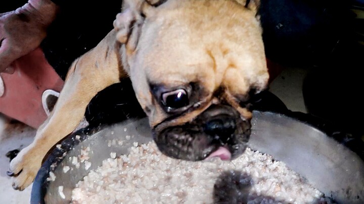 Memberi makan 5.000 ekor anjing, 500 kilogram beras dan 500 ekor ayam habis dalam sekali makan! Pema