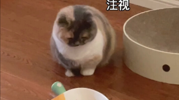 猫猫的小脑袋里到底装着多少可爱