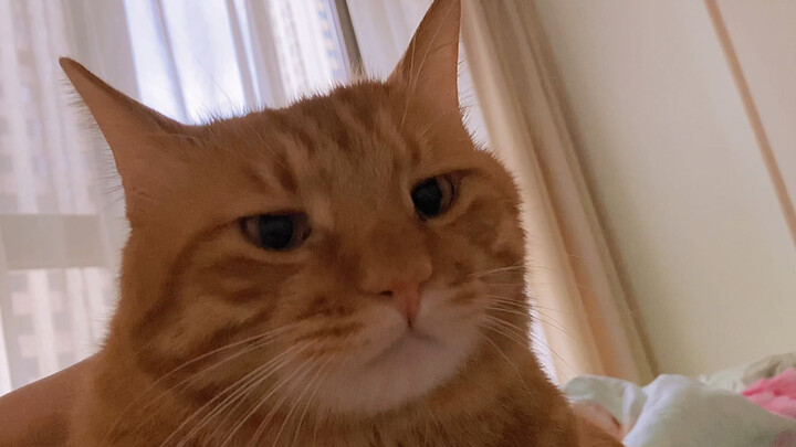 Animal | Orange Cat Waking Me Up