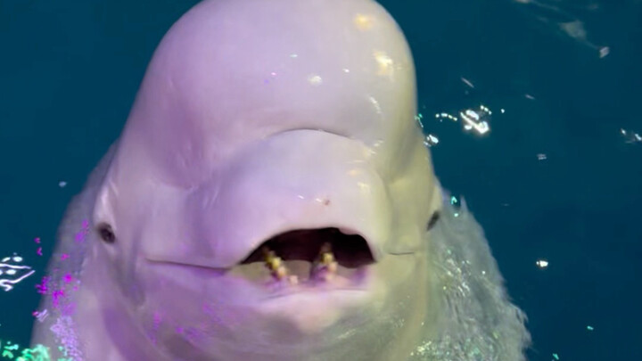 Little Black is having breakfast!