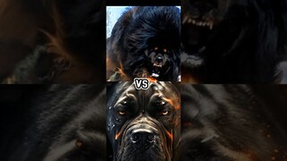 turkish kangal VS Mastiff,Cane corso,dogo argentino,(Bite force)