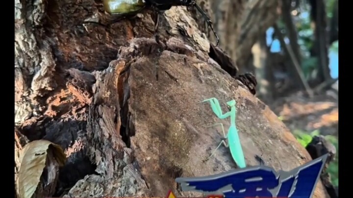 «الفرس المفترس يصطاد... الخنفساء الجندبية العملاقة؟؟؟ كيف لي أن أرى مثل هذا الحلم؟» (لقد توهّمتُ خطأ