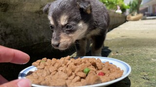 小狗想妈妈，不肯吃食
