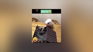 Cười mỏi răng 🤣cute thucung petfunny petlover pet wee cats hài