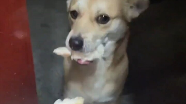 Dog: I could eat three of these steamed buns.