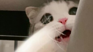 Ada kucing yang tumbuh di tubuhku?!