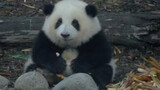 Panda He Hua: I Want a Face-Lift Crotch
