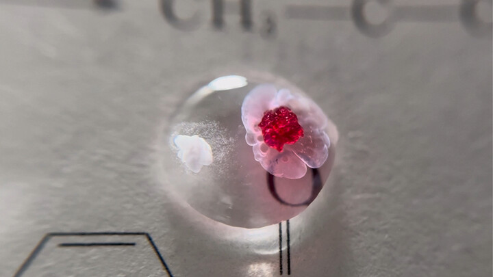 “此刻，爱人如养花具象化”