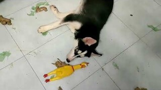 Husky tội ác kinh hoàng lúc sáng sớm || Husky, the perpetrator of a terrible crime #husky #thucung
