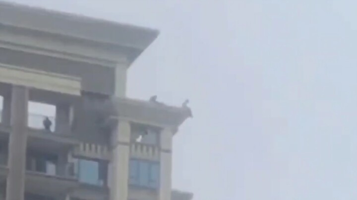 تلفزيون غو قو: بعد خسارة كل المال، تحول المقامرون جماعيًا إلى أشخاص يطيرون في الهواء