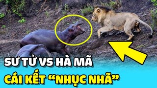 💥Sư Tử nhận CÁI KẾT "NHỤC NHÃ" vì dám BƯỚC CHÂN vào lãnh địa của Hà Mã  | TIN GIẢI TRÍ