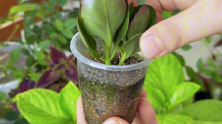 These flowers can be propagated by softwood cuttings.