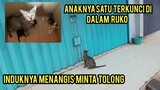 Astagfirullah Induk Kucing Menangis Anaknya Terkunci Di Dalam Ruko Di Saat Hari Libur..!