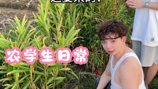 这个真的是农学生的团服