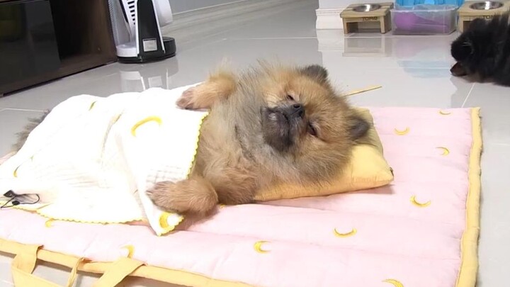 Chú cún đi đến đâu nằm đến đó, tưởng nó bị bệnh ai ngờ...