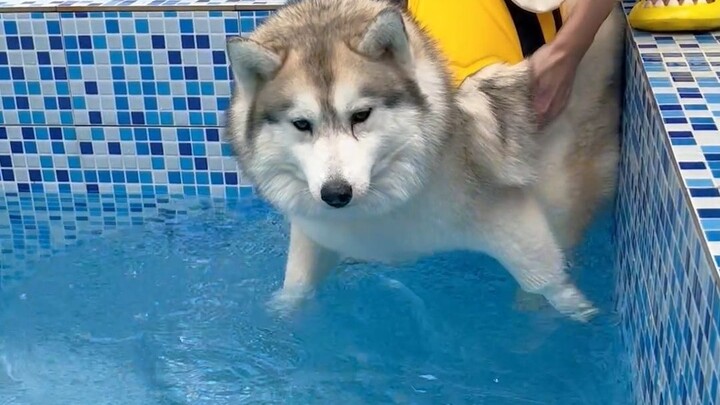 Huskies lần đầu tiên bơi và cảnh tượng vượt quá tầm kiểm soát...