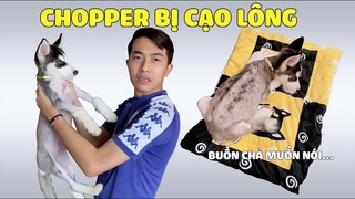 CrisDevilGamer HOẢNG HỐT KHI THẤY CHOPPER BỊ CẠO LÔNG