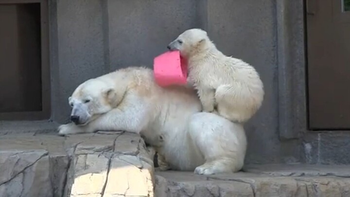 Haha, si anak nakal memang jago bikin ibunya marah nih!