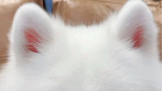 นี่คือซามอยด์ที่มีหูสีชมพูที่สุดที่คุณเคยเห็นหรือเปล่า?