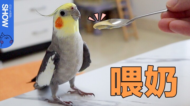 นกแก้วโตแล้วยังกินนมอยู่ไหม? โหมดเต้นแท็ปเร่งให้นมของลูกนกเปิดใช้งานแล้ว! 【Marco Polo Show】