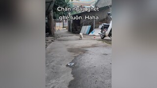 Haha. Ghét thực sự...cunyeucuadua yeucho yeuchomeo cún cúncon chó chómèo chócon chókhôn yeuchomeo chócute pet dog dogsoftiktok doggo