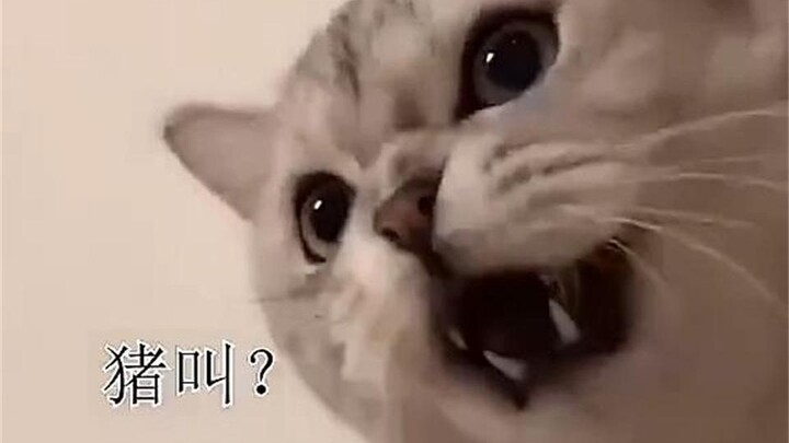 Kucing: Aku menyalak sekali, beranikah kamu menjawabnya?