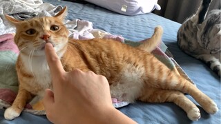 Hewan|Gabungan Cuplikan Video Lucu Kucing