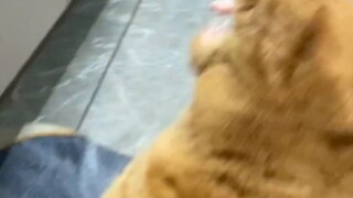 Cat, I am a funny cat.