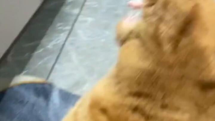 Cat, I am a funny cat.