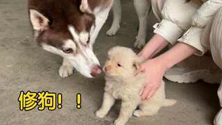 أحضر صاحب الكلب جروًا إلى المنزل. كيف سيكون رد فعل الهاسكي عندما يراه؟