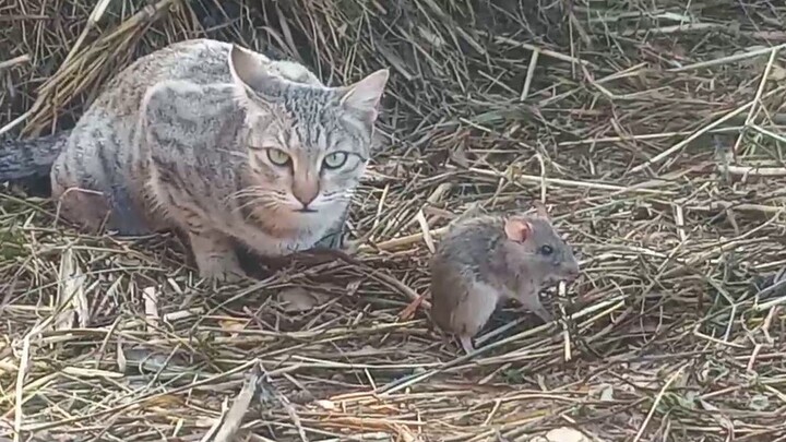 [Pecinta Kucing] Kucing menunggu direkam dulu baru makan tikusnya