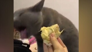 Cat: I really have to thank you, damn it!