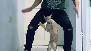 dancing cat watch now.....