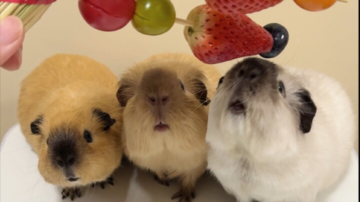 หนูตะเภาตัวน้อยกำลังกินลูกชุบอยู่นะ!